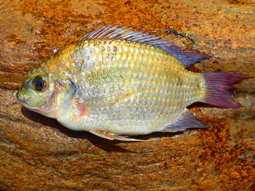 Mango tilapia (Sarotherodon galilaeus) — Cichlidae — 5