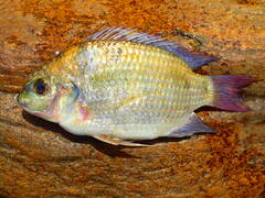 Sarotherodon galilaeus