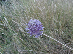 Allium ampeloprasum