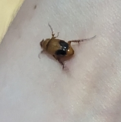 Phyllotocus macleayi