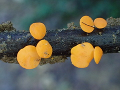 Dicephalospora rufocornea