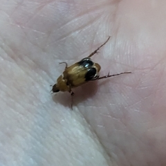 Phyllotocus macleayi