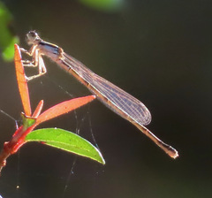 Zygoptera