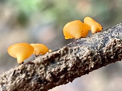 Dicephalospora rufocornea