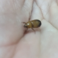 Phyllotocus macleayi