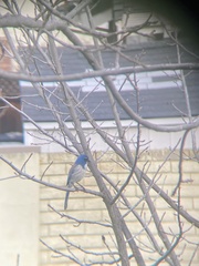 Aphelocoma californica