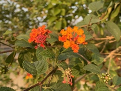 Lantana × strigocamara