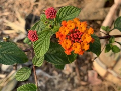 Lantana × strigocamara