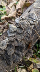 Trametes versicolor