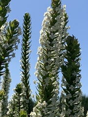 Struthiola hirsuta