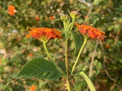 Lantana × strigocamara