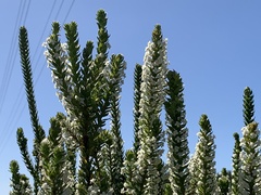 Struthiola hirsuta