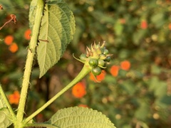 Lantana × strigocamara