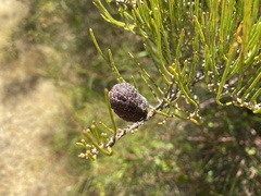 Allocasuarina