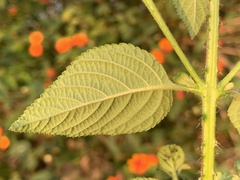 Lantana × strigocamara