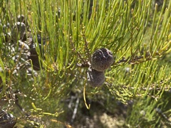 Allocasuarina