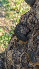 Inonotus mikadoi