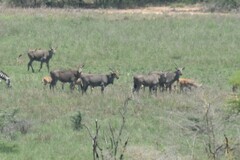Tragelaphus oryx pattersonianus