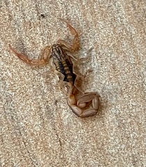 Centruroides limpidus