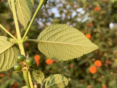 Lantana × strigocamara