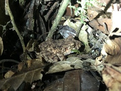Oreobates quixensis