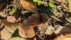 Inonotus mikadoi