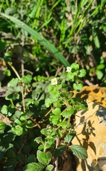 Veronica cymbalaria