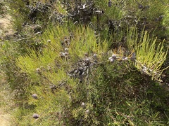 Allocasuarina