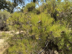 Allocasuarina