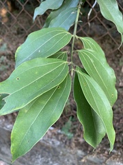 Cinnamomum osmophloeum