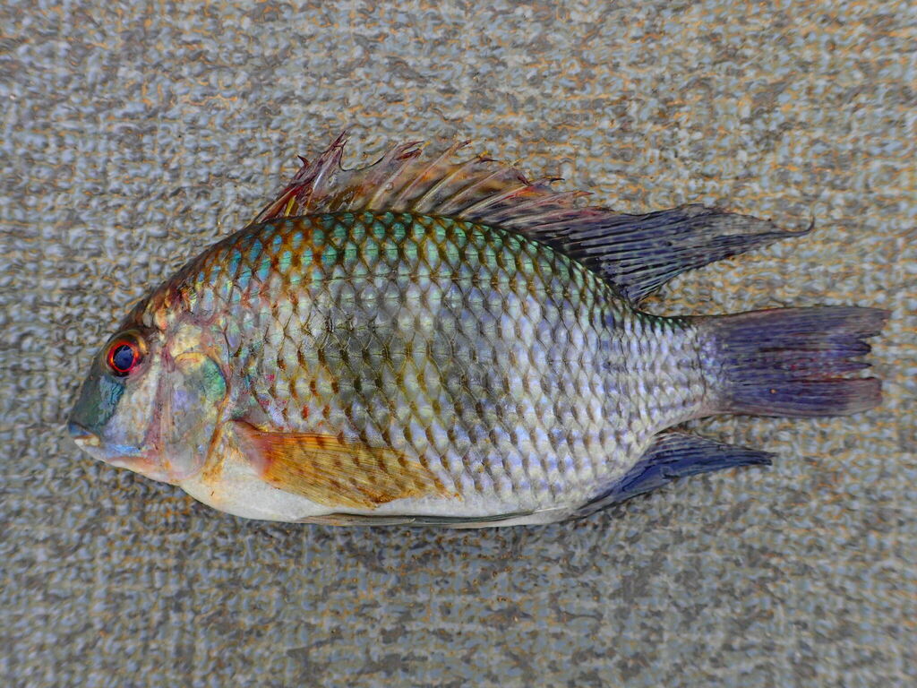 Cameroon tilapia (Coptodon cameronensis) — Cichlidae