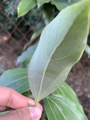 Cinnamomum osmophloeum