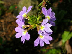 Scaevola aemula