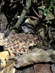 Oreobates quixensis