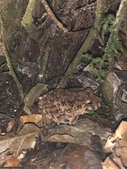 Oreobates quixensis