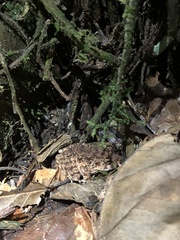 Oreobates quixensis