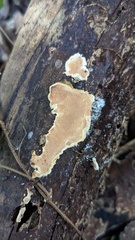 Steccherinum nitidum