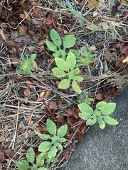 Ipomoea pes-tigridis