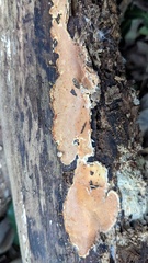 Steccherinum nitidum