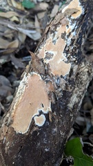 Steccherinum nitidum