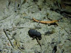 Poropterus melancholicus