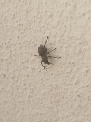 Metapocyrtus adspersus