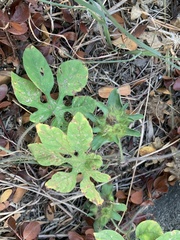 Ipomoea pes-tigridis