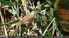 Acrocephalus bistrigiceps