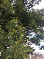 Acacia dealbata