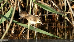 Acrocephalus bistrigiceps