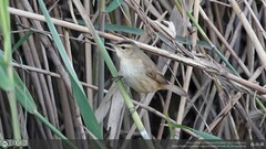 Acrocephalus bistrigiceps