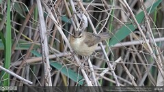 Acrocephalus bistrigiceps