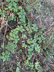 Ipomoea pes-tigridis