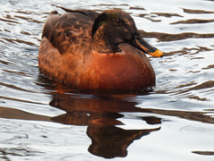 Anas platyrhynchos × zonorhyncha